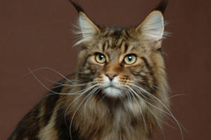 如何喂养缅因猫