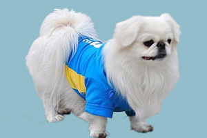 京巴狗怎么饲养