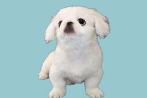 京巴狗怎么看纯不纯