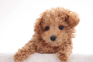 贵宾犬有口臭怎么办