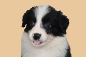 边境牧羊犬怎么看品相