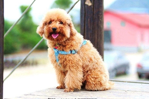 贵宾犬掉毛是什么原因