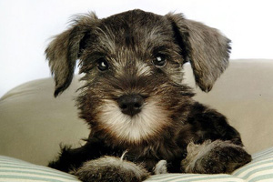 雪纳瑞性格好不好 雪纳瑞性格特点介绍