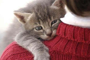 猫踩奶要注意什么 猫踩奶的注意事项