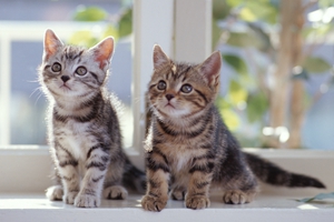 猫咪为什么舔鼻子 猫咪舔鼻子原因介绍