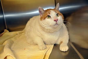 如何帮猫咪减肥 猫咪减肥小妙招