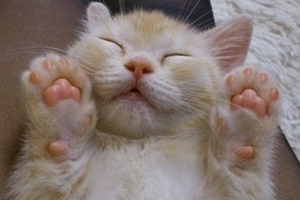 猫肉垫有什么作用 猫肉垫的五大功能