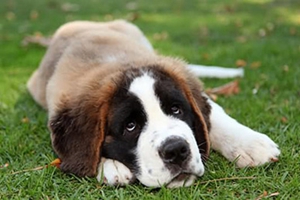 如何清理狗狗眼屎 狗狗眼屎清理步骤