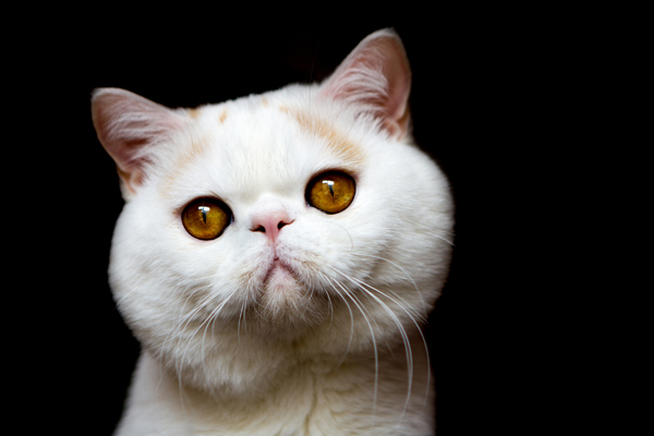 哪种猫砂比较好 常用的几款猫砂的特点