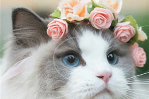 布偶猫为什么要绝育 布偶猫绝育的原因