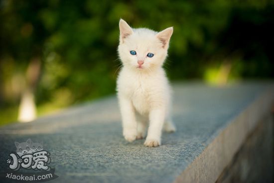 猫长大后眼睛颜色为什么会改变 猫眼睛变色的原因