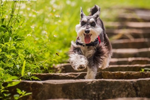 如何给雪纳瑞剃耳毛