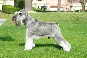 雪纳瑞嘴巴臭怎么办