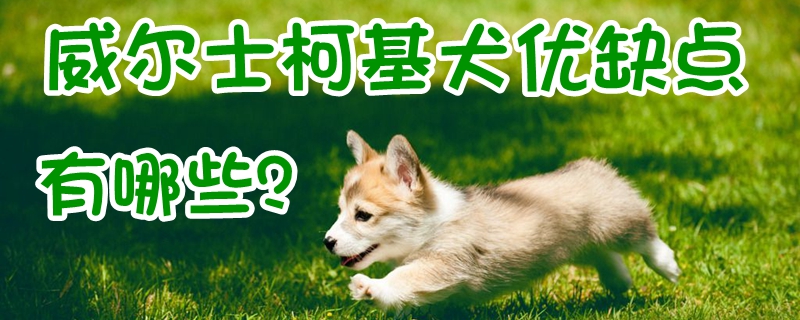 威尔士柯基犬的优缺点有哪些