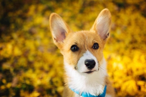 威尔士柯基犬的优缺点有哪些