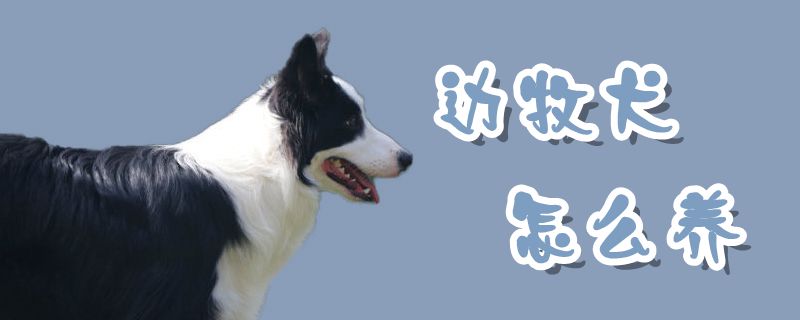 边牧犬怎么养