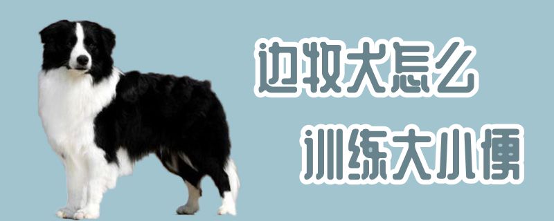 邊牧犬怎麼訓練大小便