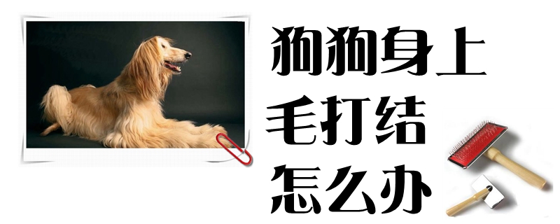 狗狗身上毛打结怎么办
