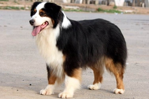 狗狗身上毛打结怎么办