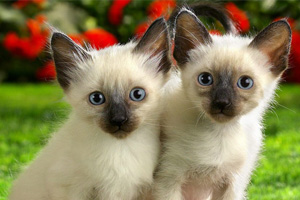 暹罗猫怎么喂养