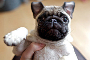 巴哥犬怎么看品相