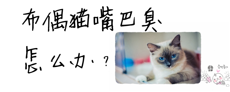 布偶猫嘴巴臭怎么办