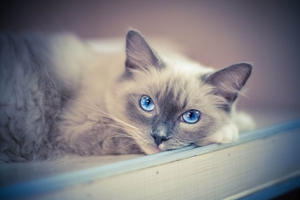 布偶猫嘴巴臭怎么办