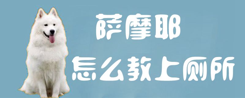 薩摩耶怎麼教上廁所1