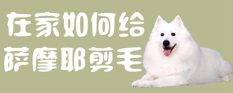在家如何给萨摩耶剪毛1