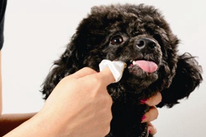 狗狗有口臭怎么处理