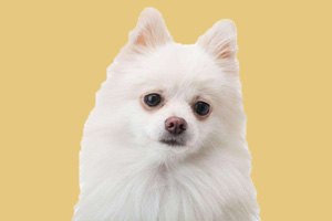 博美犬吃什么最好