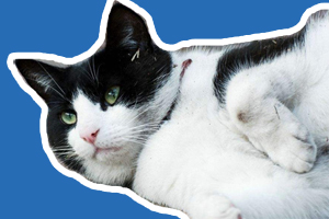 家猫怎么训练上厕所