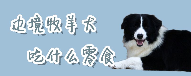 边境牧羊犬吃什么零食