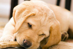 狗狗乱吃东西怎么办