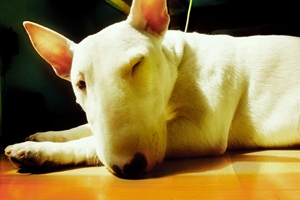 怎么饲养牛头梗