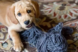 小狗狗乱吃东西怎么办