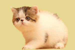 加菲猫怎么喂养