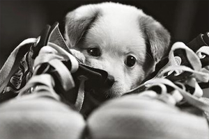 小狗狗乱咬东西怎么办