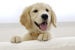 金毛狗怎么喂养