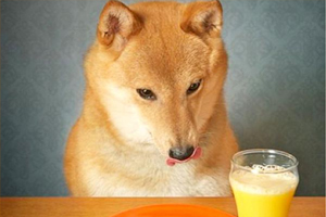 狗狗吃东西很急怎么办