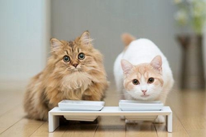 怎么给猫咪选猫粮 猫咪猫粮选择攻略