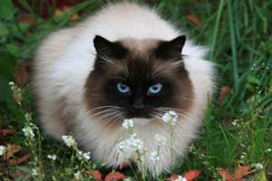 暹罗猫饲养必备用品有哪些 饲养暹罗猫必备