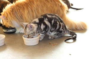 猫罐头怎么保鲜 猫罐头保鲜方法