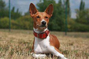 巴仙吉犬价格多少 巴仙吉犬多少钱一只