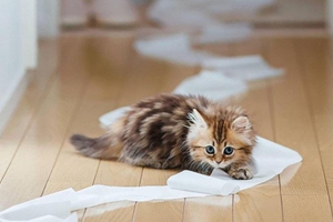 猫厕所怎么自制 猫厕所自制方法