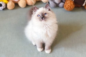 猫咪空运要注意什么 猫咪空运注意事项介绍