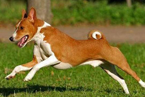 巴仙吉犬怎么看纯不纯 巴仙吉犬辨认技巧