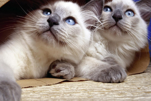 暹罗猫怎么用尾巴表达心情 暹罗猫的尾巴表达什么