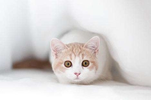 猫咪食具怎么选 猫咪食具挑选方法