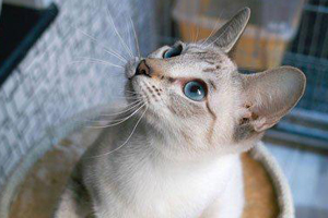 怎么训练暹罗猫和其他宠物相处 训练暹罗猫和其他宠物相处